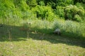 Valais Blacknose sheep graze in the meadow. RÃ¼dersdorf bei Berlin, Germany Royalty Free Stock Photo