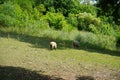 Valais Blacknose sheep graze in the meadow. RÃ¼dersdorf bei Berlin, Germany Royalty Free Stock Photo