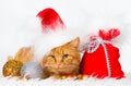 Animals. Ginger cat white isolated, Christmas hat, tree toys!