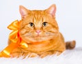 Animals. Ginger cat white isolated, orange ribbon!