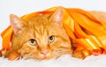 Animals. Ginger cat white , orange ribbon!