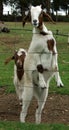 Animals - goats Royalty Free Stock Photo