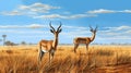 animals grassland gazelles gazelles