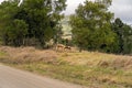 Animals Grazing In A Country Paddock