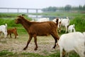 Animals: grazing flocks