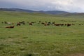 Animals grazing in the Mongolian steppe Royalty Free Stock Photo