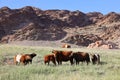 Animals grazing in the Mongolian steppe Royalty Free Stock Photo