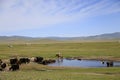 Animals grazing in the Mongolian steppe Royalty Free Stock Photo