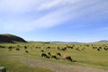 Animals grazing in the Mongolian steppe Royalty Free Stock Photo
