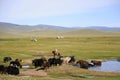 Animals grazing in the Mongolian steppe Royalty Free Stock Photo