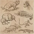 Animals - an hand drawn vector pack, collection. Royalty Free Stock Photo