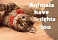 Animals have rights too quote, super quality abstract business picture