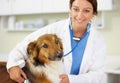 Animals are her first love. Shot of a young female veterinarian examining a dog in her office. Royalty Free Stock Photo