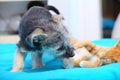 Animals at home dog and cat playing together on bed