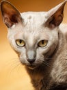 Animals at home. Egyptian mau cat Royalty Free Stock Photo