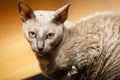 Animals at home. Egyptian mau cat Royalty Free Stock Photo