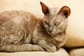 Animals at home. Egyptian mau cat Royalty Free Stock Photo