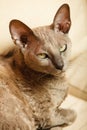 Animals at home. Egyptian mau cat Royalty Free Stock Photo
