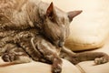 Animals at home. Egyptian mau cat Royalty Free Stock Photo