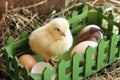 Animals. Image of little chicken and wooden box