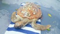 Animals - Injured turtle rescued off Tangalooma Island Resort Qld Australia