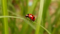 Wonderful ladybug from Thailand Royalty Free Stock Photo