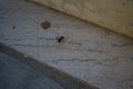 Ant on marble steps. Ants are eusocial insects of the family Formicidae and belong to the order Hymenoptera. Kolympia, Greece Royalty Free Stock Photo