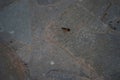 Ant on marble steps. Ants are eusocial insects of the family Formicidae and belong to the order Hymenoptera. Kolympia, Greece Royalty Free Stock Photo