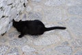 A black cat lies on a stone road in the old town of Lindos, Rhodes, Greece Royalty Free Stock Photo