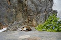 A cat sleeps near a flowering bush of Plumbago auriculata in the historical town of Lindos. Rhodes, Greece Royalty Free Stock Photo