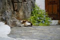 A cat sleeps near a flowering bush of Plumbago auriculata in the historical town of Lindos. Rhodes, Greece Royalty Free Stock Photo