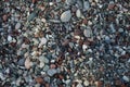 A female Sphingonotus caerulans is found on a Mediterranean beach on rocks in September. Pefkos or Pefki, Rhodes Island, Greece