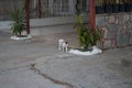 Homeless cat on the city street. Kolympia, Rhodes, Greece Royalty Free Stock Photo