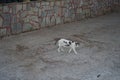 Homeless cat on the city street. Kolympia, Rhodes, Greece Royalty Free Stock Photo