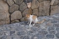 A lactating female cat with swollen mammary glands is on the road in the old town of Lindos, Rhodes, Greece