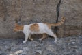 A lactating female cat with swollen mammary glands is on the road in the old town of Lindos, Rhodes, Greece