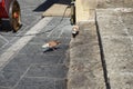 Pigeons live in the medieval city of Rhodes, Greece