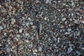 Sphingonotus caerulans is found on a Mediterranean beach on rocks in September. Pefkos or Pefki, Rhodes Island, Greece