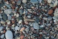 Sphingonotus caerulans is found on a Mediterranean beach on rocks in September. Pefkos or Pefki, Rhodes Island, Greece