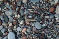 Sphingonotus caerulans is found on a Mediterranean beach on rocks in September. Pefkos or Pefki, Rhodes Island, Greece