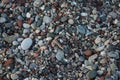 Sphingonotus caerulans is found on a Mediterranean beach on rocks in September. Pefkos or Pefki, Rhodes Island, Greece