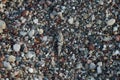 Sphingonotus caerulans is found on a Mediterranean beach on rocks in September. Pefkos or Pefki, Rhodes Island, Greece