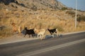 Wild goats ran across the Eparchiaki Odos Lardou-Lindou highway. Pefki, Rhodes Island, Greece Royalty Free Stock Photo