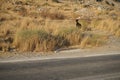 Wild goats, Capra aegagrus, ran across the Eparchiaki Odos Lardou-Lindou highway. Pefki, Rhodes Island, Greece Royalty Free Stock Photo