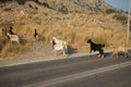 Wild goats, Capra aegagrus, ran across the Eparchiaki Odos Lardou-Lindou highway. Pefki, Rhodes Island, Greece Royalty Free Stock Photo