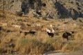 Wild goats, Capra aegagrus, ran across the Eparchiaki Odos Lardou-Lindou highway. Pefki, Rhodes Island, Greece Royalty Free Stock Photo