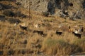 Wild goats, Capra aegagrus, ran across the Eparchiaki Odos Lardou-Lindou highway. Pefki, Rhodes Island, Greece Royalty Free Stock Photo