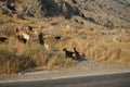 Wild goats, Capra aegagrus, ran across the Eparchiaki Odos Lardou-Lindou highway. Pefki, Rhodes Island, Greece Royalty Free Stock Photo