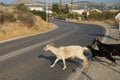 Wild goats ran across the Eparchiaki Odos Lardou-Lindou highway. Pefki, Rhodes Island, Greece Royalty Free Stock Photo