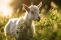 Animals landscape cute goat rural farming grass Royalty Free Stock Photo